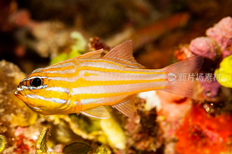 黄条纹红枢机鱼Ostorhinchus cyanosoma, Pantar海峡，Alor，印度尼西亚